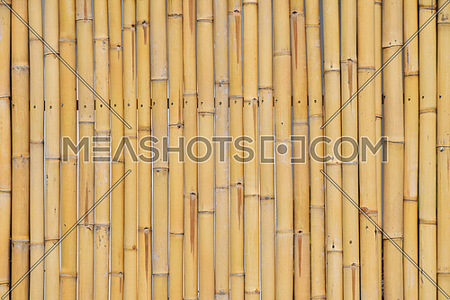 Background of yellow natural bamboo vertical trunk bodies with gaps between