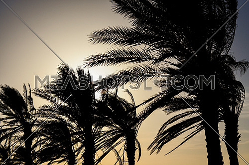 A silhouette view of palm trees on the beach by sun set magical hour