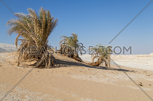 Palm Trees in the White desert