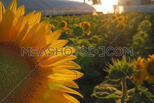 sunflower at sunny day   (NIKON D80; 6.7.2007; 1/100 at f/8; ISO 400; white balance: Auto; focal length: 18 mm)