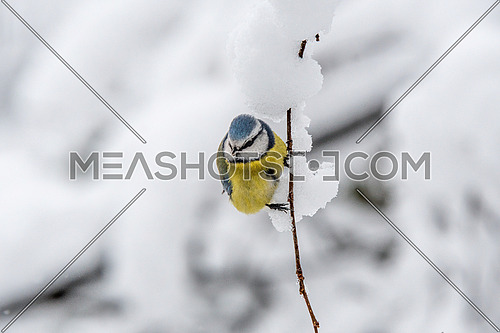 Blue tit (Parus caeruleus) resting on tree branch in winter
