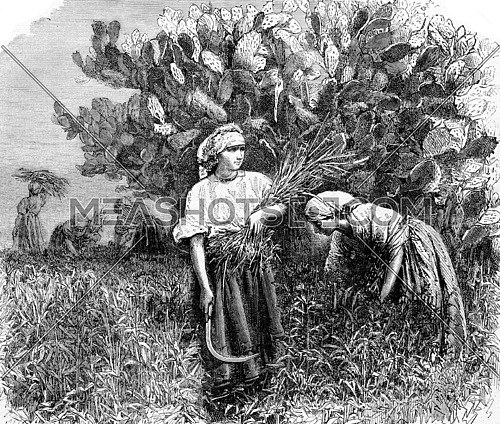 Harvest in the cactus, vintage engraved illustration. Magasin Pittoresque 1873.