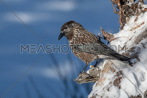 Spotted Nutcracker (Nucifraga caryocatactes) sitting on the perch
