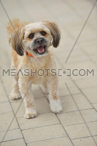 little cute dog-22600 | Meashots