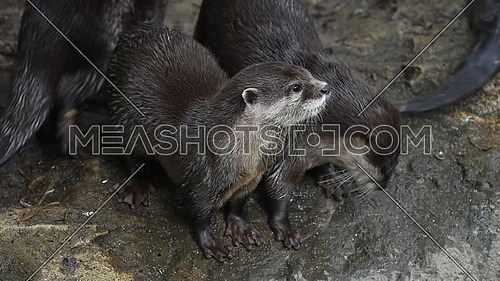 Close up view of several small river otters running and screaming, looking and camera and away, in zoo enclosure, high angle view