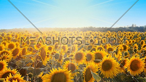 Sunflowers in the Field Shined by the Sun