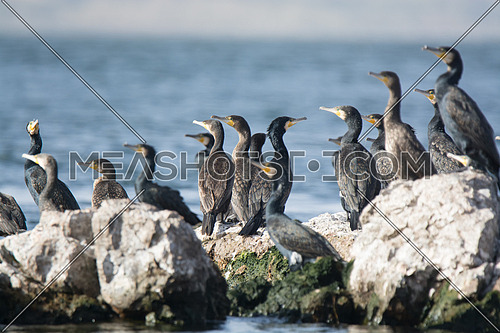 A group of Great Cormorant Birds