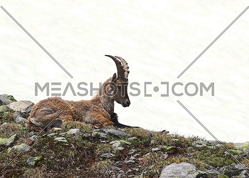 Ibex goat resting on a rocky and grassy patch in the mountains against white snow background