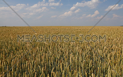 Field of green and ripe wheat or rye ears under clear blue sky, high angle view