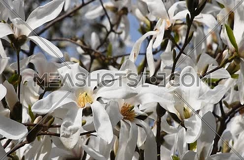 White magnolia flowers in the wind, close up