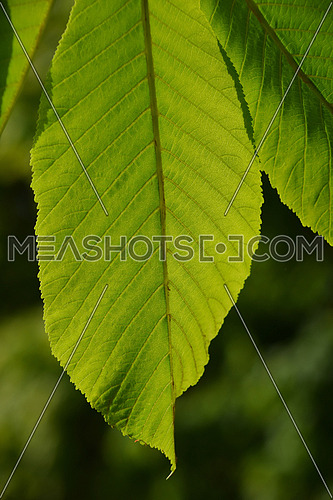 One horse chestnut textured green leaf in back lighting on green background