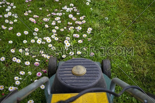 Seasons and yard maintenance concept with electric lawn mower and dainty white and pink spring flowers in a green garden lawn