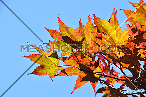 Close up autumn colors of red, orange and yellow Japanese acer or maple leaves over clear blue sky, low angle view