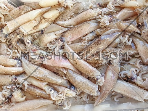 Defrosted squid on ice for sale, Fish local market stall with fresh and defrosted seafood.