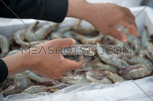 close up of a hand choosing prawns in Fish Market In Dubai