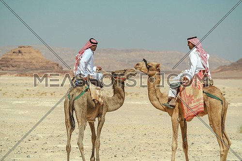 Two bediuon males riding a camels at Ain Hoduda area in Sinai at day.