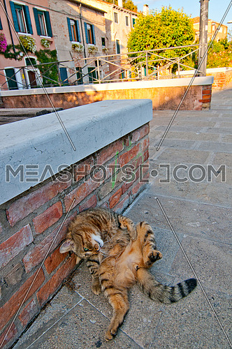 Venice Italy wild cat relaxing on the street