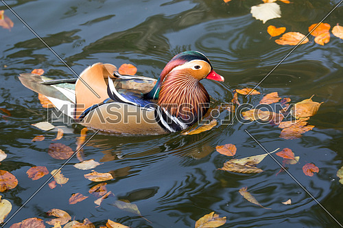 Mandarin duck, belongs to the numerous Anatid family and is one of the most famous ducks in existence.