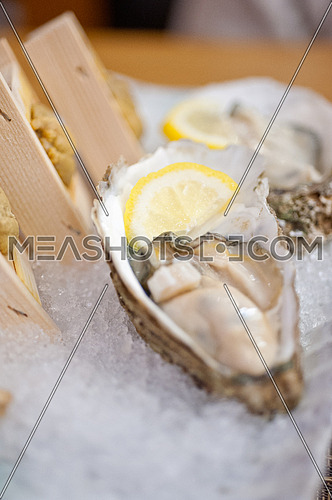 Japanese style oyster and sea urchin laid over crushed ice