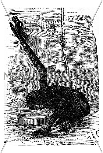 The first mirror, vintage engraved illustration. Earth before man â 1886.
