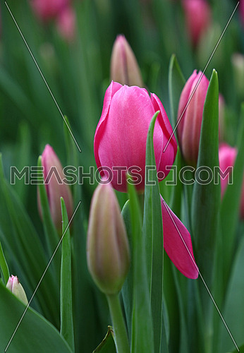 Pink fresh springtime tulip flowers with green leaves growing, close up, low angle view