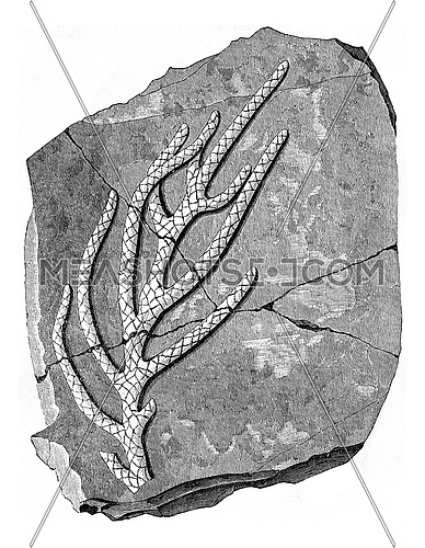 Issues organizations ancient seas, Brachyphyllum gracile, vintage engraved illustration. Earth before man â 1886.