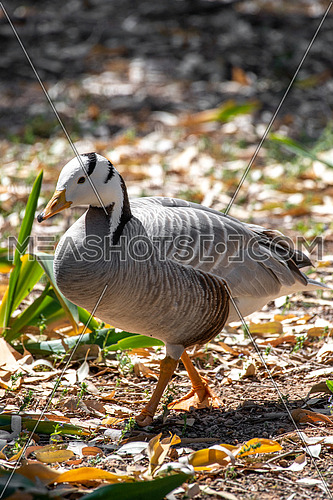 The bar-headed goose is named for the two conspicuous dark bars running around the back of its white head.