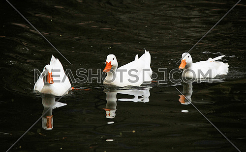 three swimming ducks
