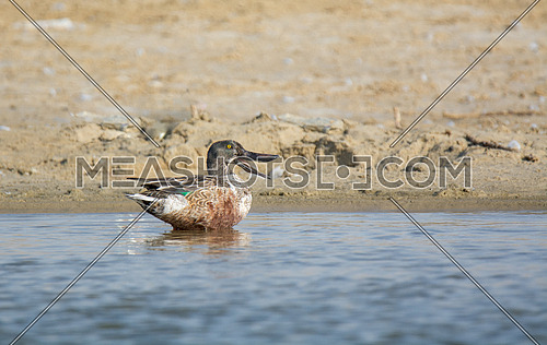 Northern Shovler Duck in the water