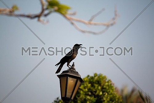 a crow standing on a lantern