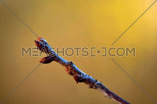 first spring gentle leaves, buds and branches macro background