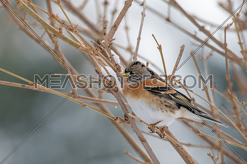 Brambling - Fringilla montifringilla on the  branch.Migration in winter