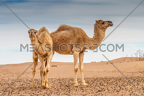 mother and baby Camels