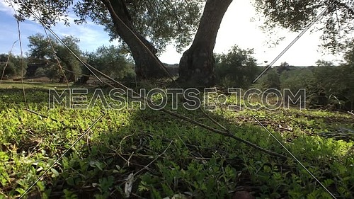  Field of Olive trees near Jaen, soft camera movement in 4k