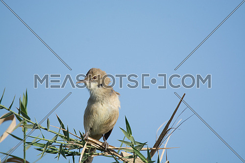 Reed Warbler Bird