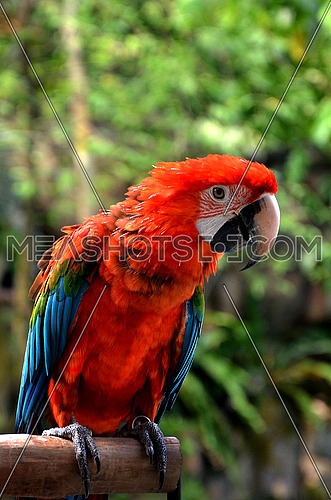 a red Parrot standing on a wooden perch