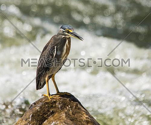 Striated heron standing on a rock in the middle of the water