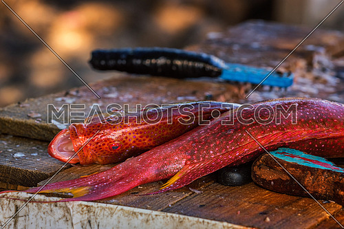 Two red fish lying on a dirty wooden shaft are ready to be cleaned.