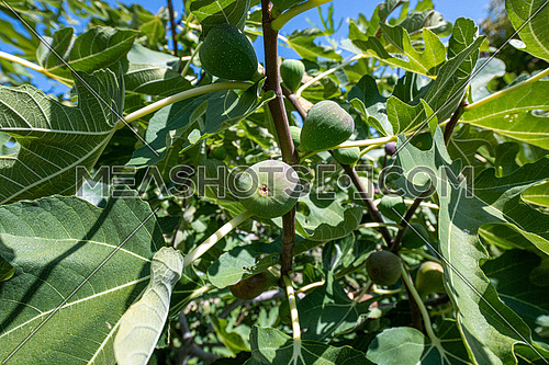 Part of plant of fig tree with fruits and leafs