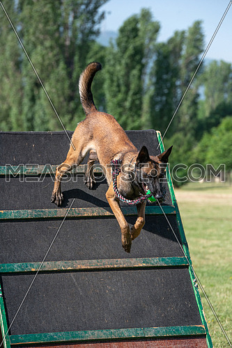 Belgian Shepherd on agility competition, over the bar jump. Proud dog jumping over obstacle. Selective focus on the dog
