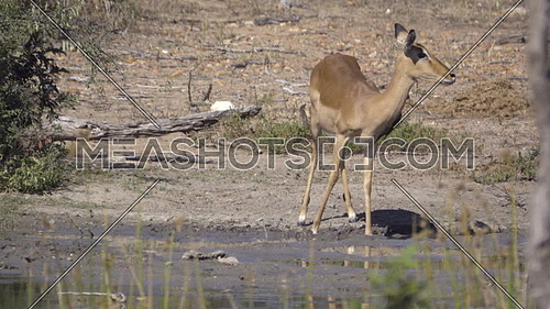 Scene of an Impala near waters edge