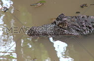 An alligator lies motionless in a marshy area near the Florida Everglades