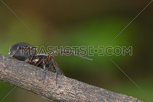 Brown spider crawling on a tree branch against a blurred green background