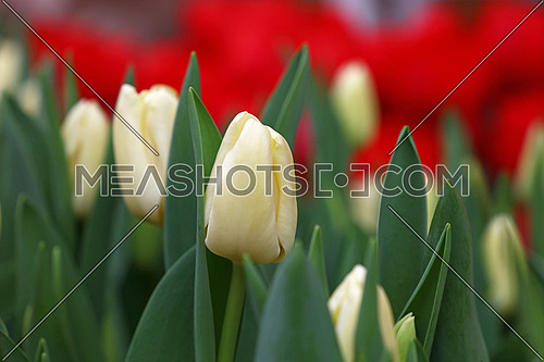 Pale white fresh springtime tulip flowers with green leaves growing in field, close up, low angle view