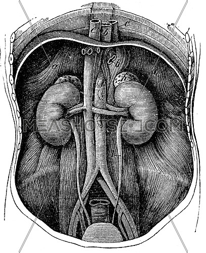 Both kidneys, vintage engraved illustration. La Vie dans la nature, 1890.