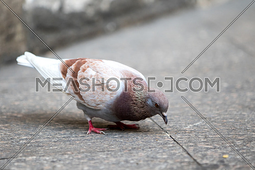A white and brown pigeon on a grey floor picking food
