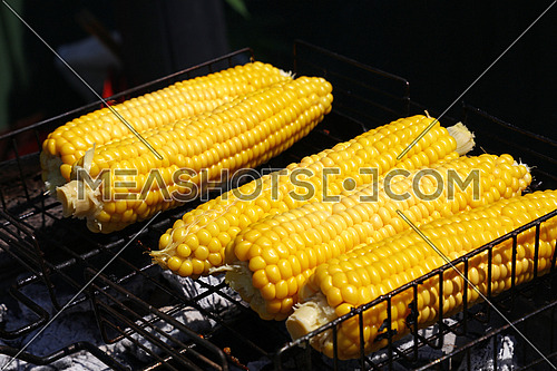 Cooking several fresh boiled yellow corn cobs on open air barbecue grill, close up