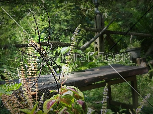 Big spider on his web in garden, green bokeh background