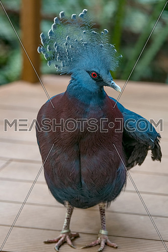 The Victoria crowned pigeon is a large, bluish-grey pigeon with elegant blue lace-like crests, maroon breast, and red irises. It is part of a genus of three unique, very large, ground-dwelling pigeons native to the New Guinea region.