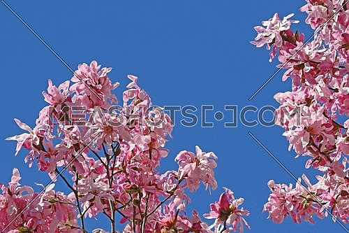 Magnolia tree in full blossom